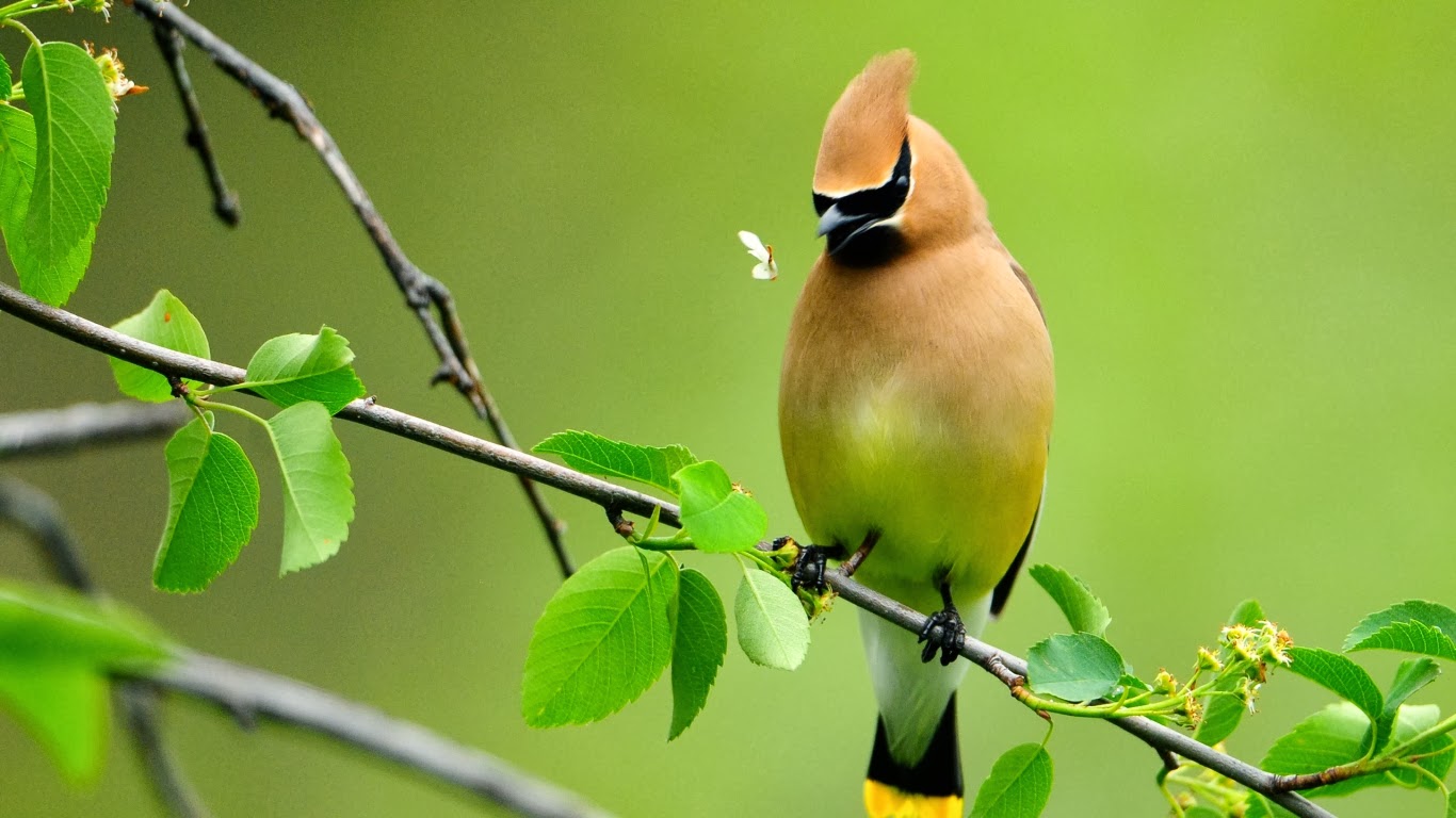 Pajaros HD - Imagui