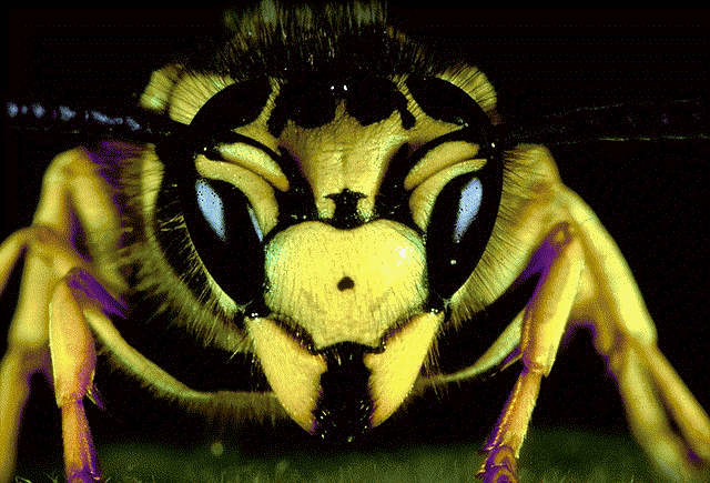 Yellow Jackets Yellow Jackets