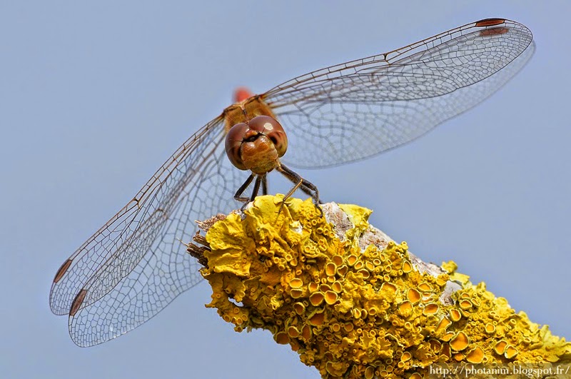 sympetrum striolatum seine et marne sympetrum striolatum