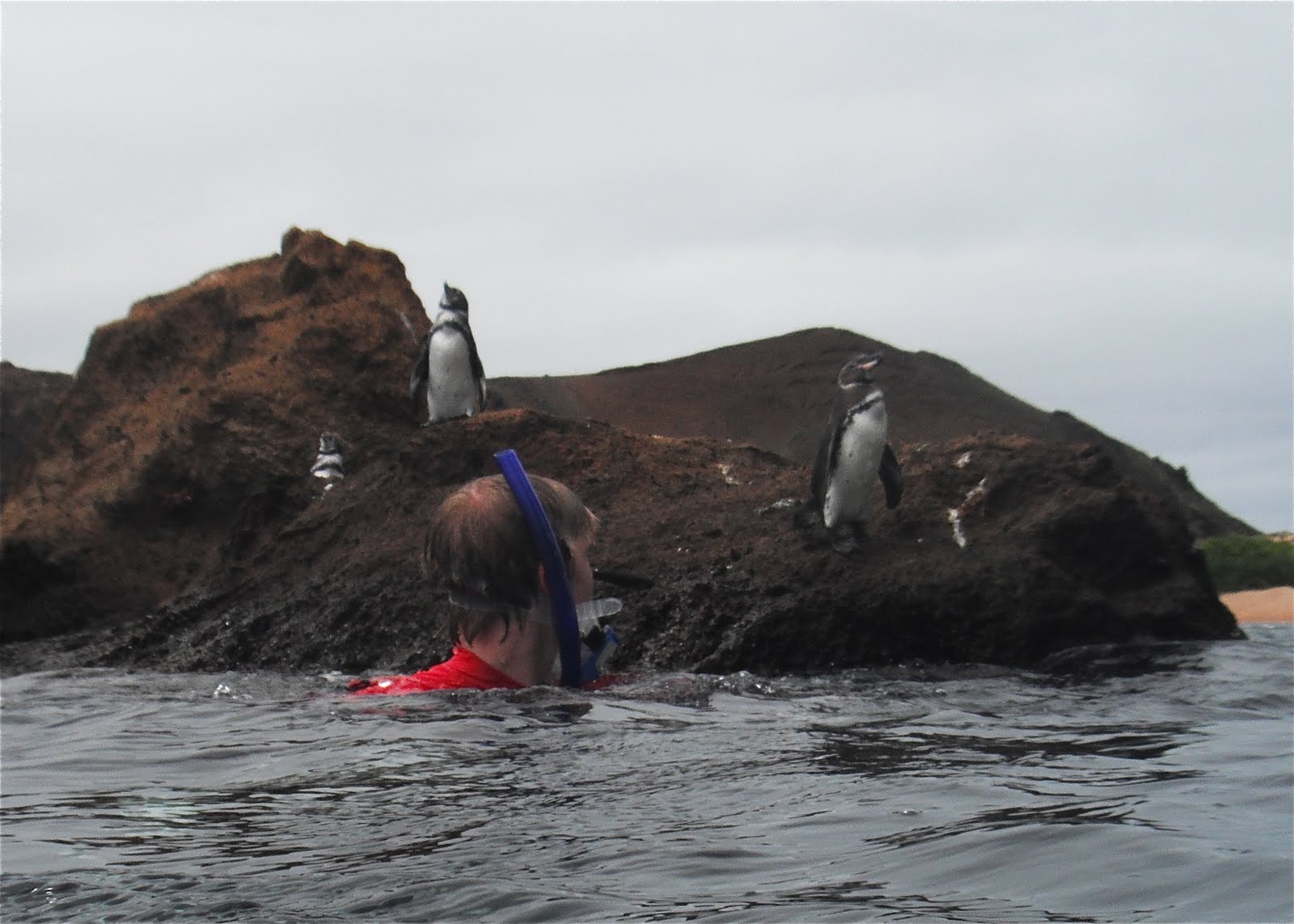 e.beck.galapagos:. penguins at the equator who knew?