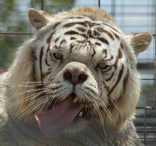 deformed white tiger pictures. keep Deformed white tiger