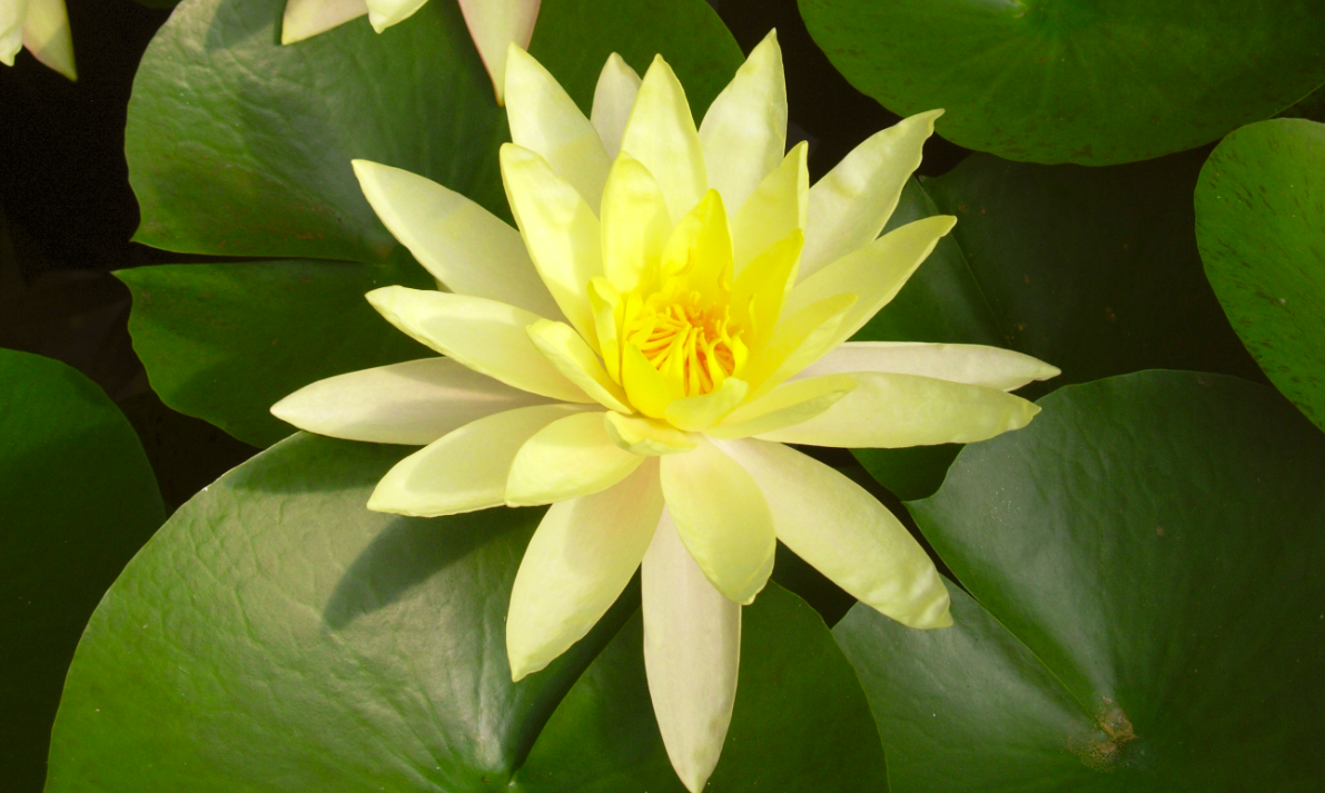 ratchanee thaimassage ratchanee thaimassage