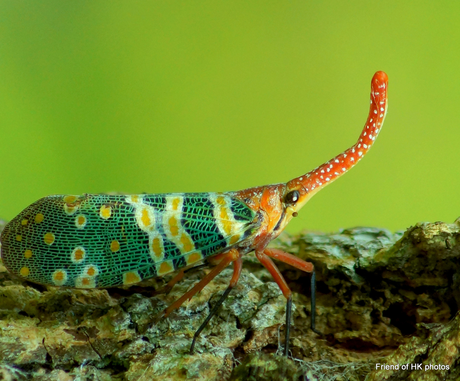 Photographic Wildlife Stories in UK/Hong Kong: Fascinating Lantern Bugs