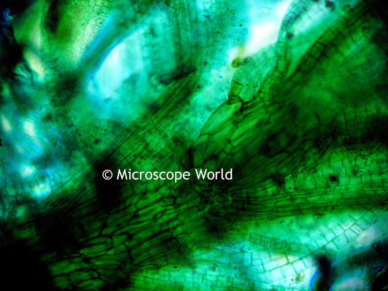 Microscope World Blog Moss Under the Microscope