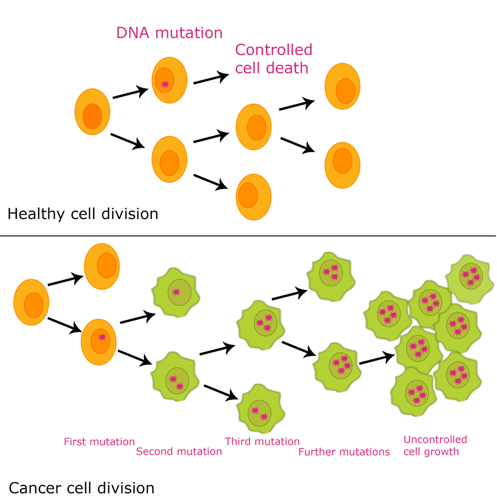 Nanotechnology  Cell Division And Cancer
