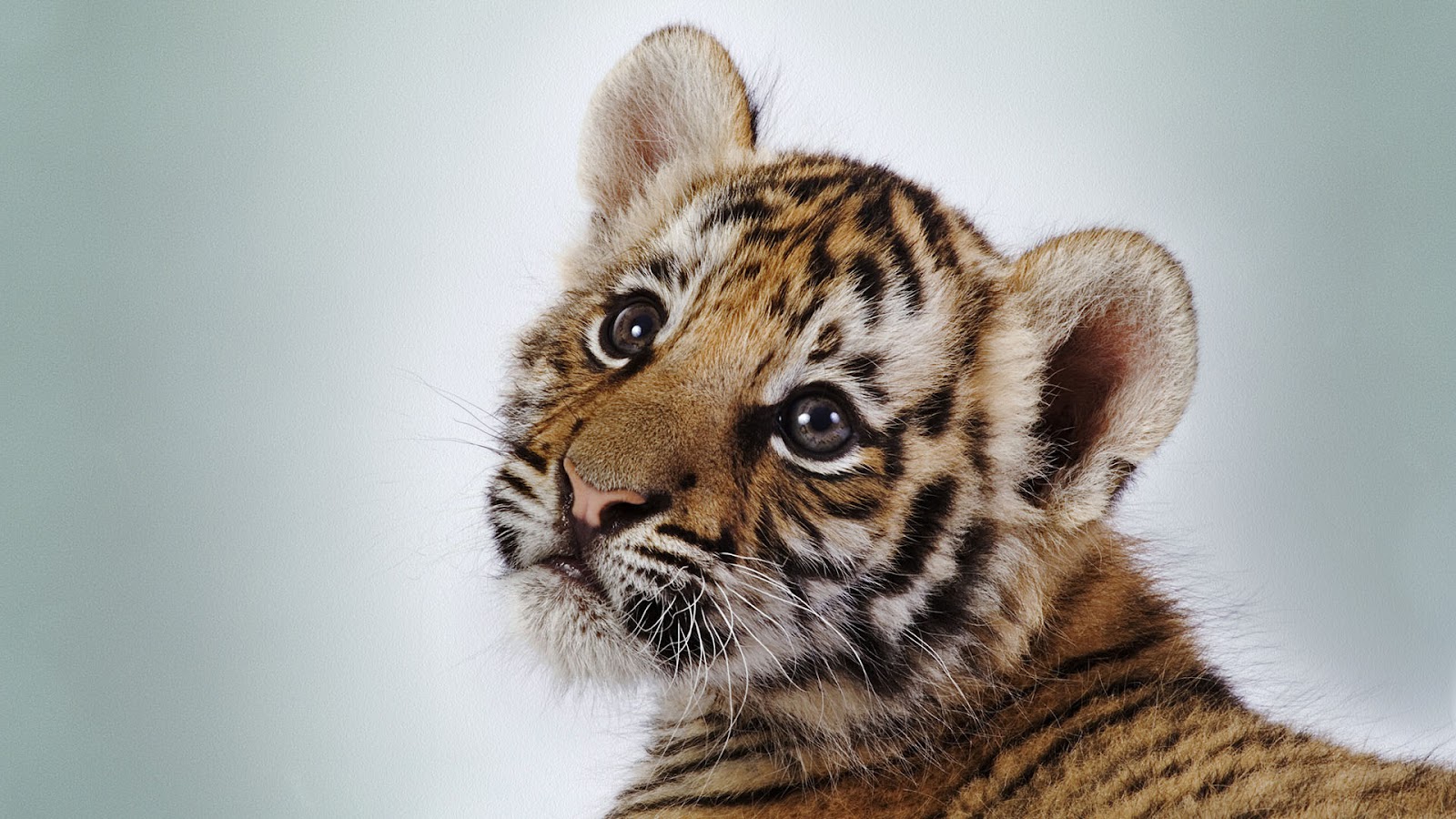 http://4.bp.blogspot.com/-Mlzj__EthWM/UBh88MFjaLI/AAAAAAAAJTM/RWAUs7P1FHA/s1600/cute-tiger-cub.jpg