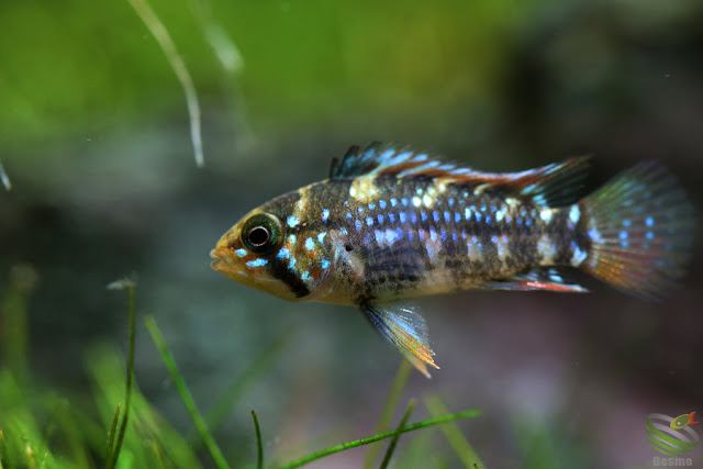 Apistogramma ortegai(pebas) F1