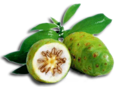 Manfaat Buah Mengkudu