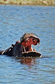 Hippopotames