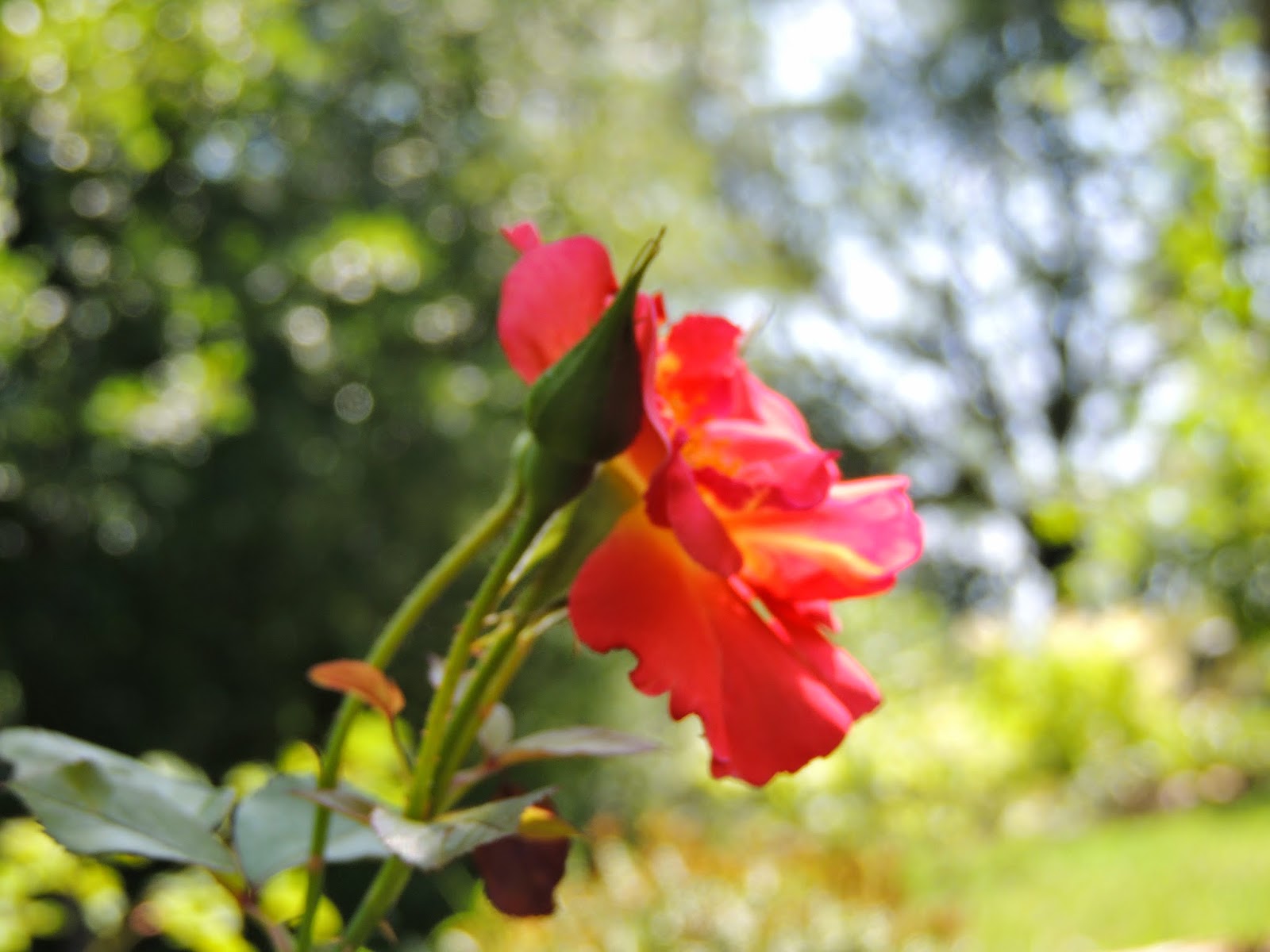 Le Jardin Des Couronnes Rouge