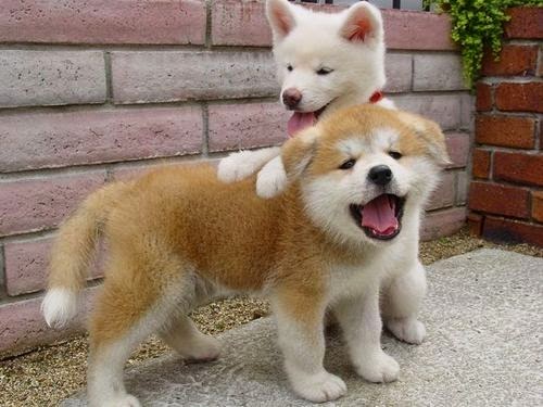 Shiba Inus are my dream dogs! They are hypo-allergenic, a perfect size, smart, have quiet barks, cute as puppies and pretty as dog