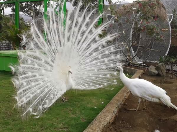 Kumpulan Karya Kecil Deskripsi Singkat &amp; Foto Hewan