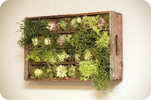 jardim vertical ideias:Crate Vertical Garden Wall jardim vertical ideias:Crate Vertical Garden Wall