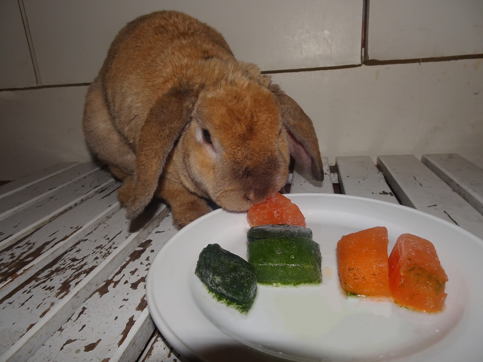 How To Keep Your Rabbit Cool In Summer Oria