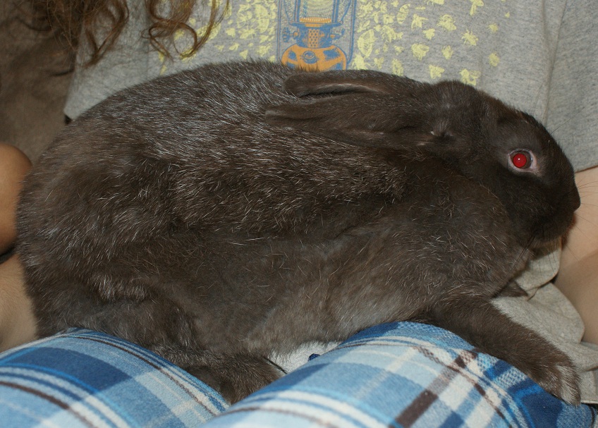 chocolate silver fox rabbit