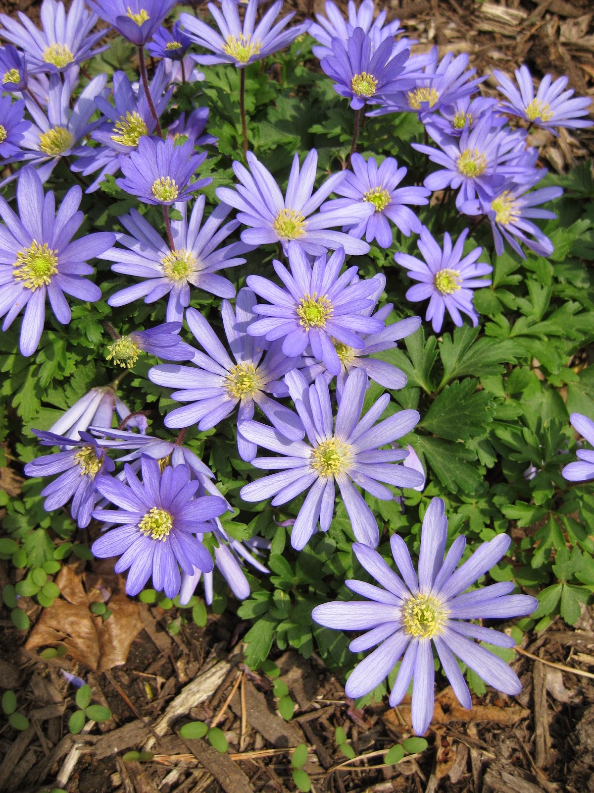 Rotary Botanical Gardens Hort Blog Windflowers (Anemone blanda)