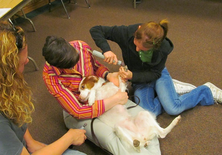 Dog Grooming Pants Dog Grooming Pants