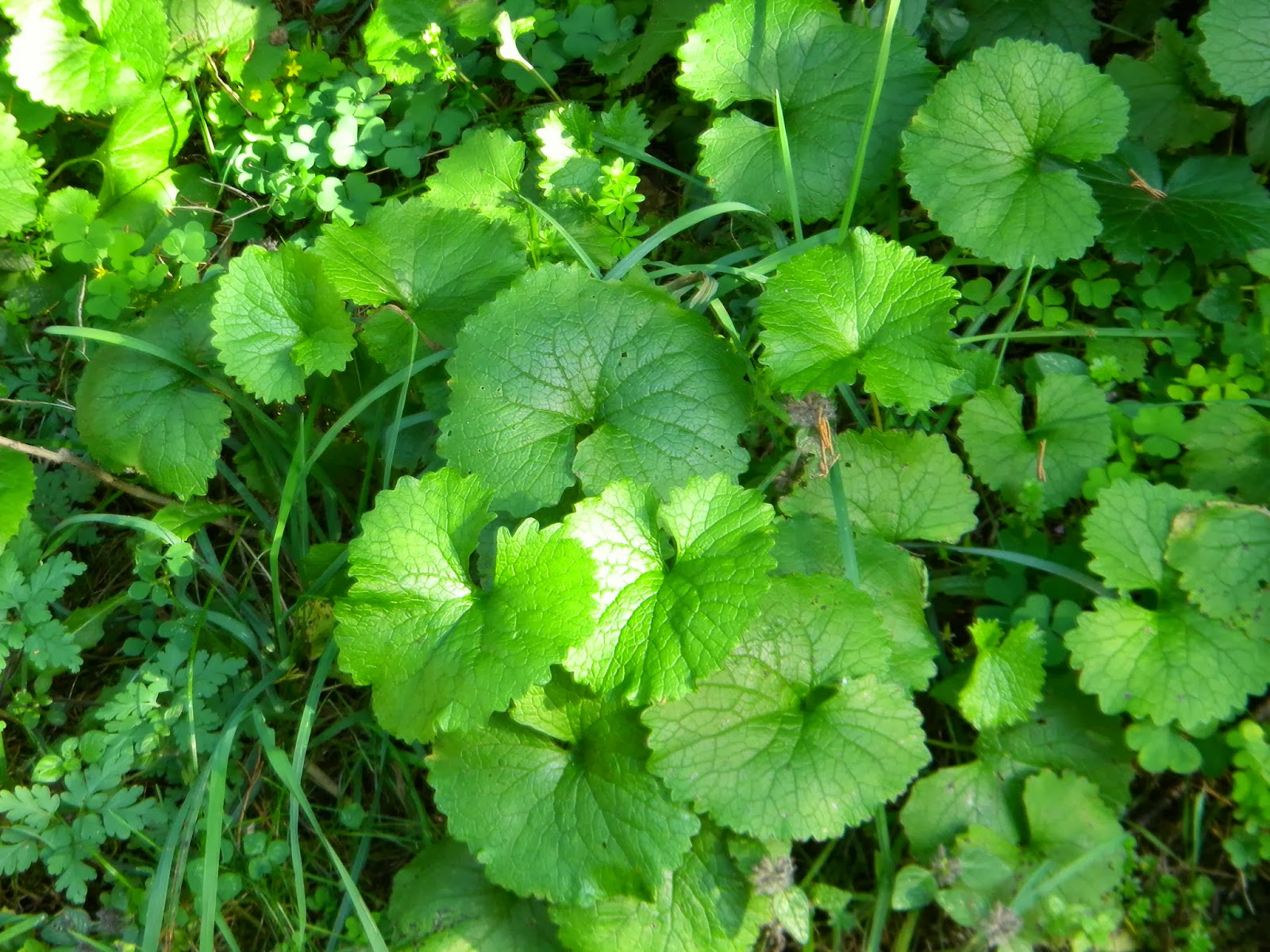 The Northern New York Gardener Hibiscus; Mushrooms; Weeds