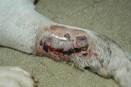 What Happens If You Get Bite By A Dog What Happens If You Get Bite By A Dog