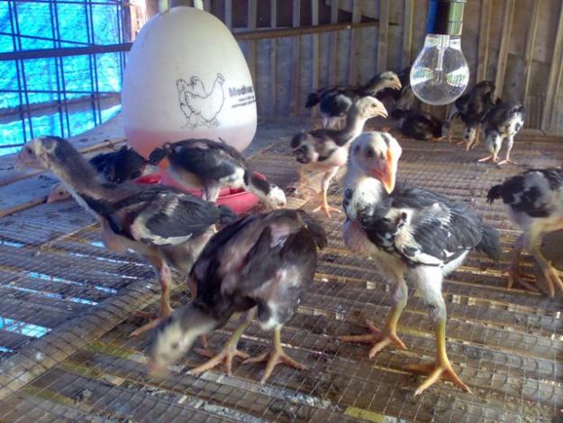 Beternak Ayam Bangkok Yang Berkualitas Dan Sangat Baik Beternak Ayam Bangkok Yang Berkualitas Dan Sangat Baik