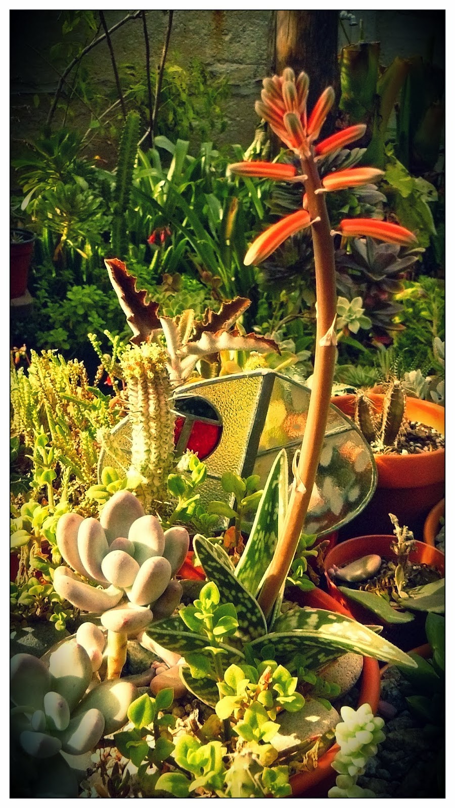 Jardines de cactus y suculentas