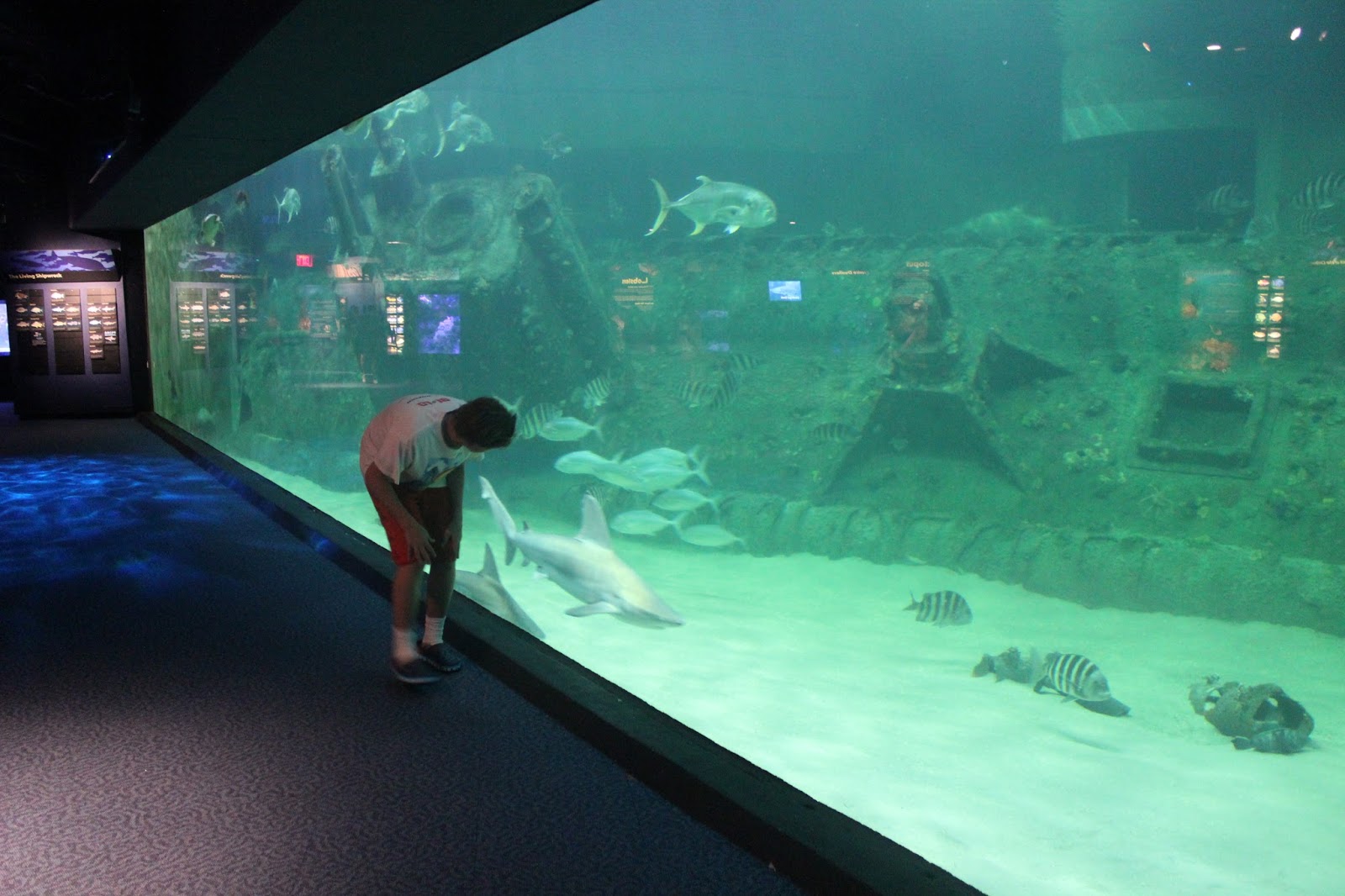 The Largest Aquarium in North Carolina Pine Knoll Shores MyCrystalCoast