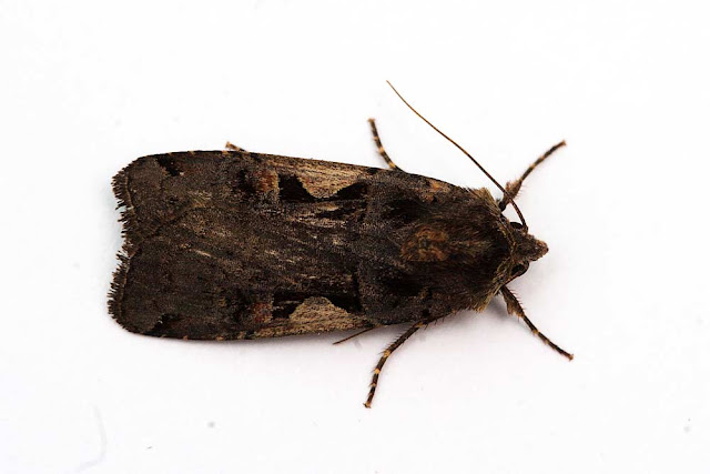 Setaceous Hebrew Character - Photographed in Milton Keynes Setaceous Hebrew Character - Photographed in Milton Keynes
