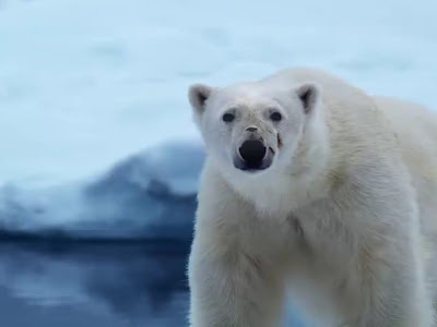 polar bear