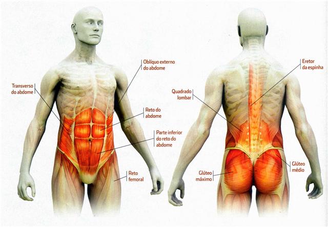 MUSCULOS ABDOMINAL musculos abdominal:
