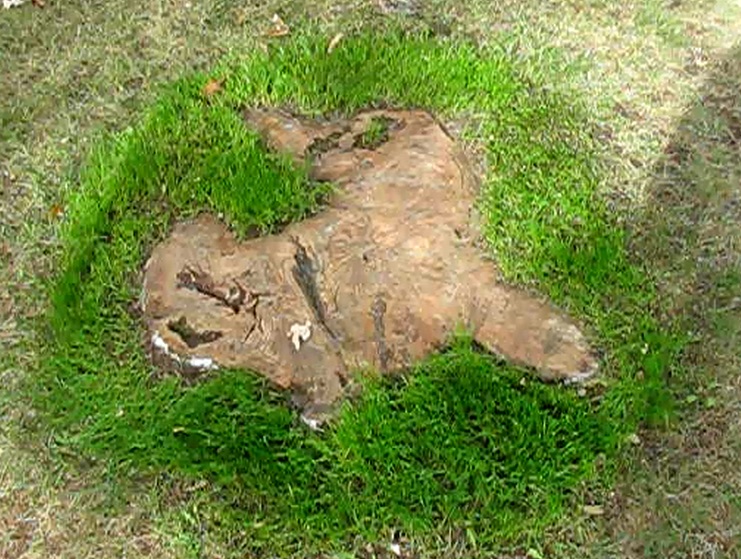 The Original Mechanic How to flush cut a stump