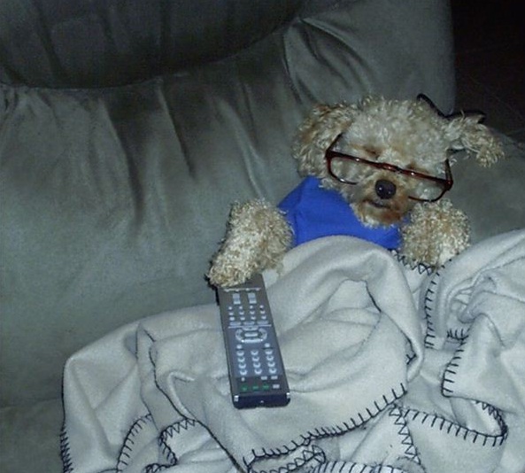 Image result for funny dog with tv remote