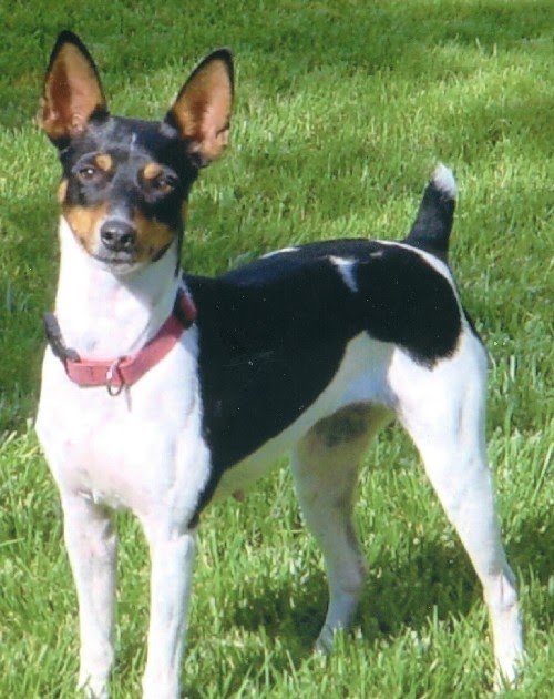 Rat Terrier (Feist) Review Bullcatdog