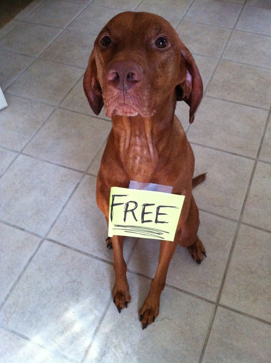 Dog Shaming Collection ~ Funny Joke Pictures Dog Shaming Collection ~ Funny Joke Pictures