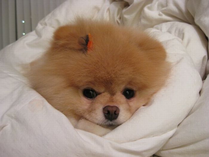 pomeranian food allergies meet boo the cutest pomeranian damn cool pictures pomeranian food allergies meet boo the cutest pomeranian damn cool pictures