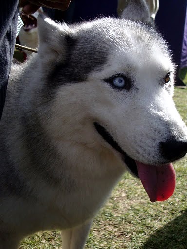 Ooty Dog
