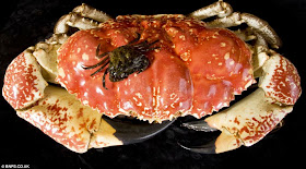 أكبر سرطان في العالم تزن أكثر من 5 كغم Largest+Crab+05