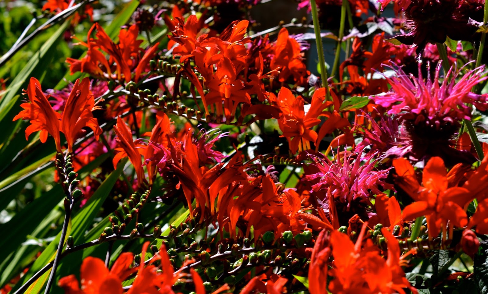 Bonney Lassie Some Florid Prose. Pictures Too.