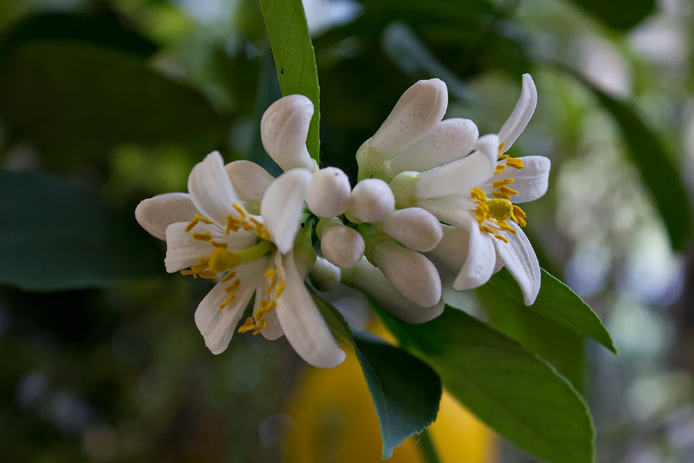 Rurification Lemon Fruit and Flowers