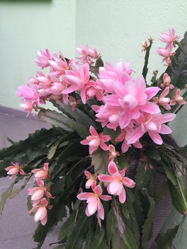 [Image: me-viet-o-duc-tiet-lo-bi-quyet-trong-quy...-hoa-8.jpg]