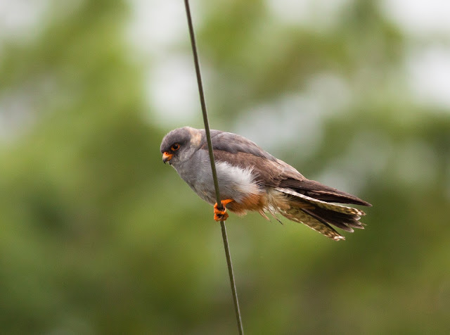 Red-footed Falcon - Chatterley, Staffordshire