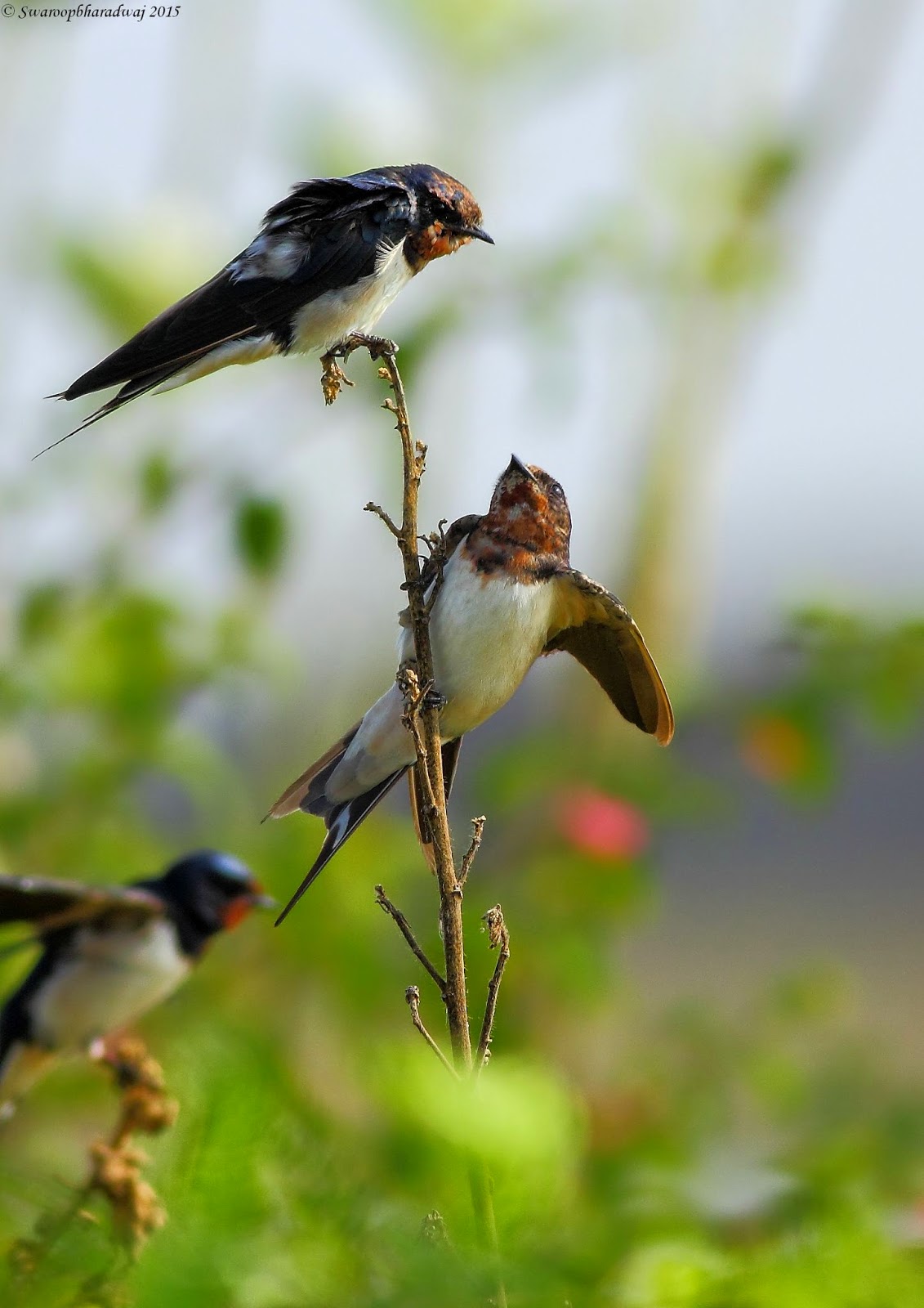 Habitat Barn Swallow