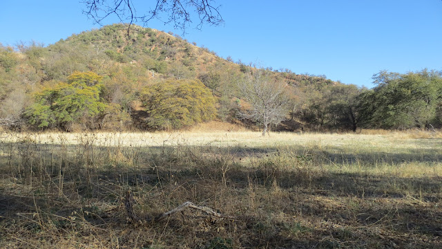 Royal+Slam+Goulds+Turkey+Hunts+with+Colburn+and+Scott+Outfitters+8.JPG
