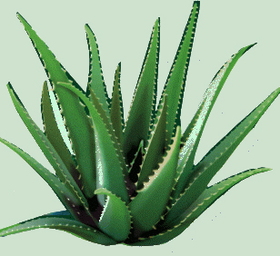 Planta De Sabila