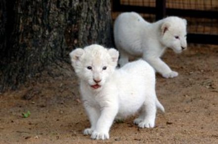 desktop White Lion Picture white lion wallpaper. desktop White Lion Picture