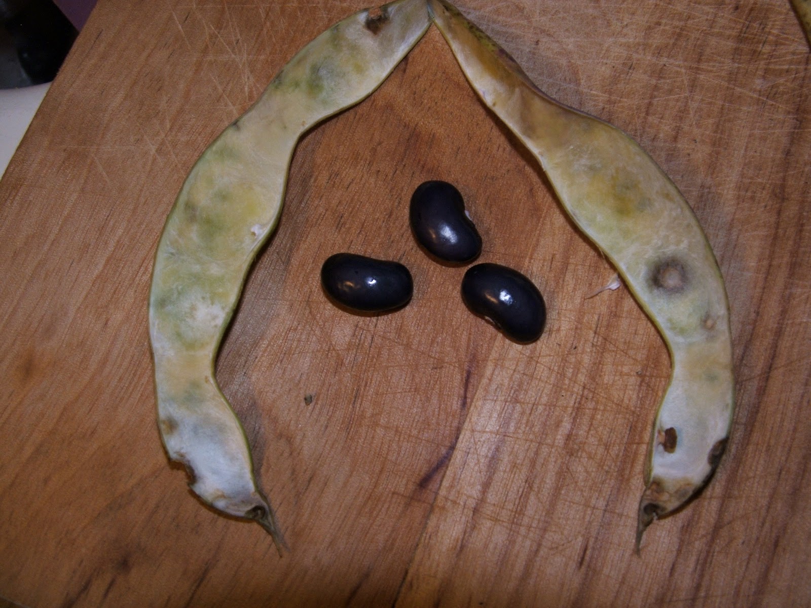 God's Growing Garden Limalike Beans from Green Beans