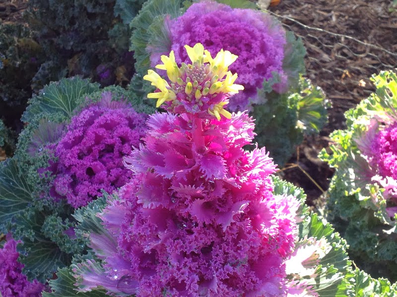 ornamental cabbage indoors quem planta os males espanta que repolho 233 esse ornamental cabbage indoors quem planta os males espanta que repolho 233 esse