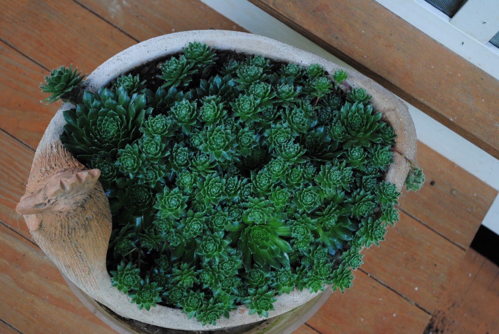 Brambly Pines Hens and Biddies