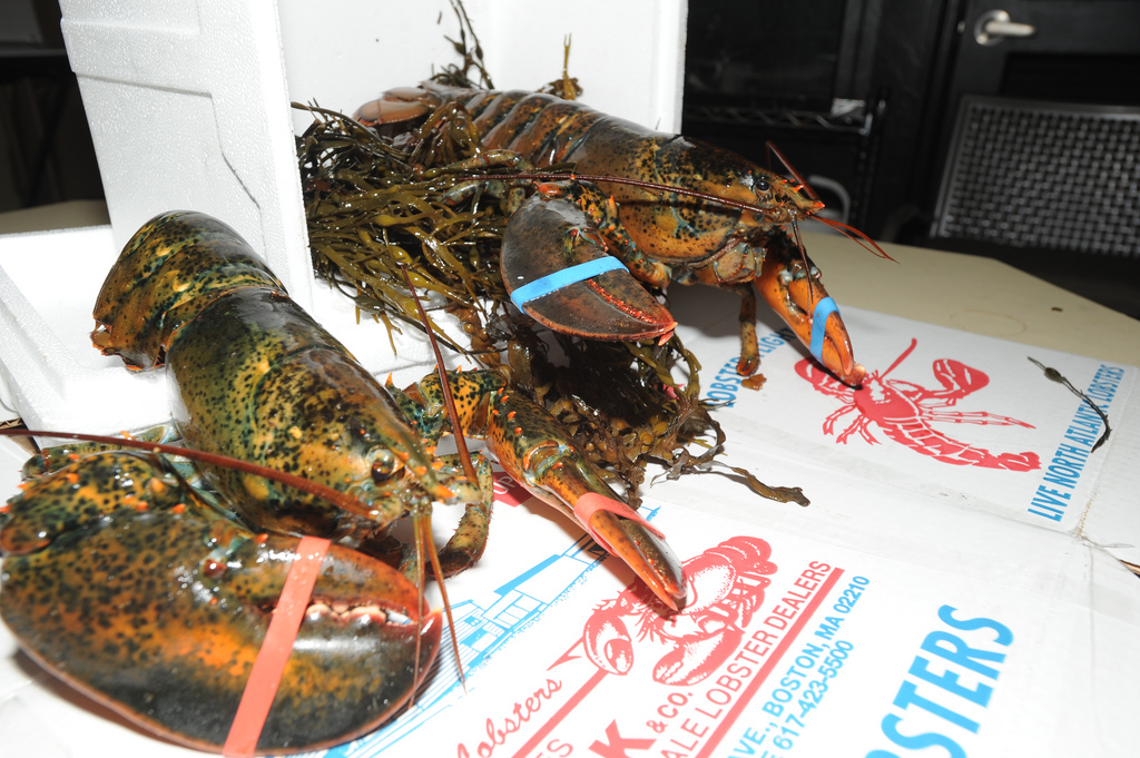 Bird'seye view Ruta turística por Boston