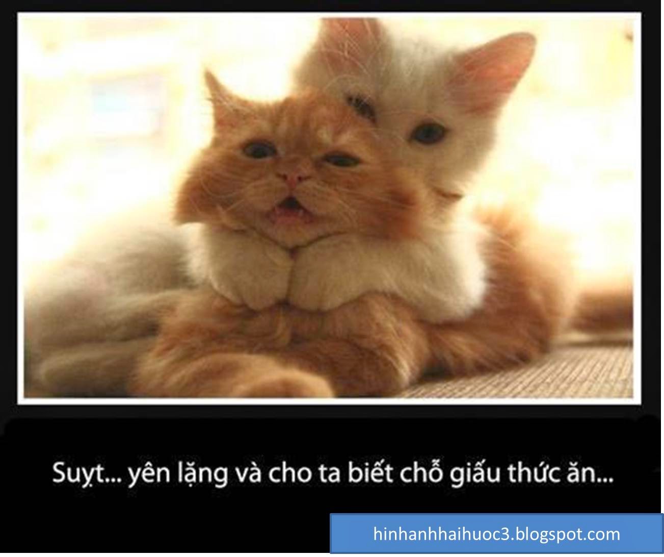 Hình ảnh chế vui về mèo