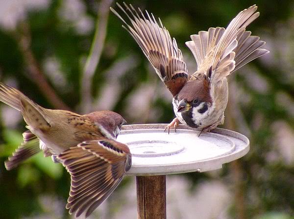 Daftar Harga Burung Gereja Terbaru 2016 Tips Merawat